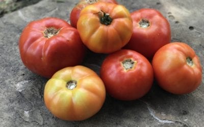 The Allure, Diversity, and Shady Past of Tomatoes