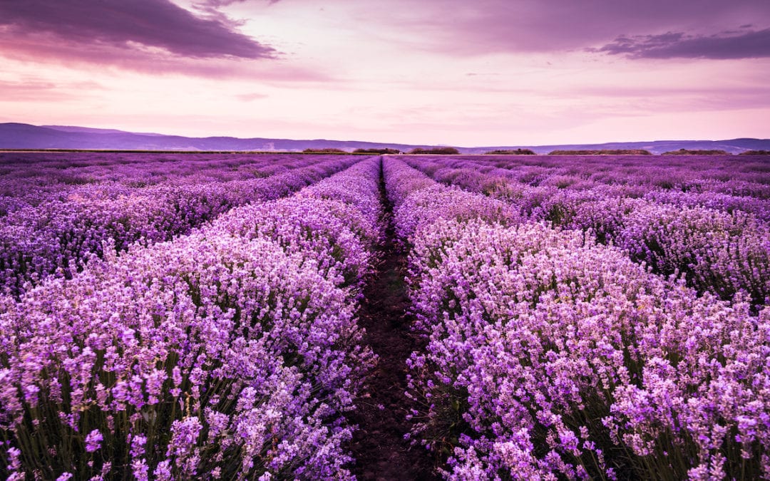 Add More Lavender To Your Life