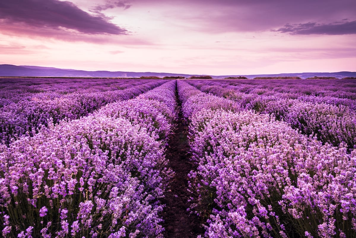 Blooming Lavender Field Under The Purple Colors Of Summer Sunset Life