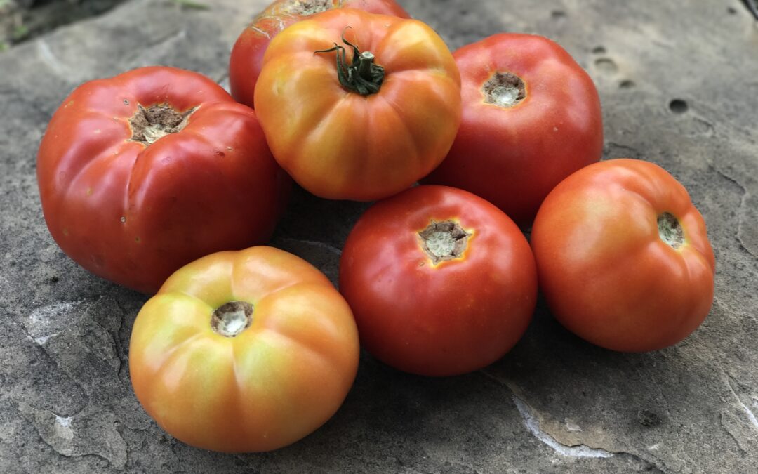 Life At The Table The Shady Past of Tomatoes. Several homegrown tomatoes on a stone piled up on top of each other.
