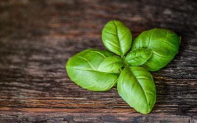 Basil: The King of Herbs