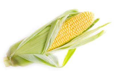 Sweet Summer Corn