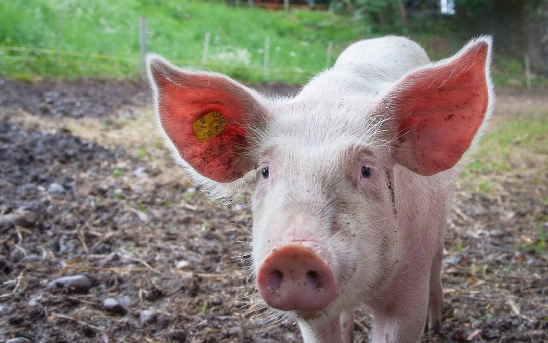 Fascinating Facts About Pigs You Don’t Know
