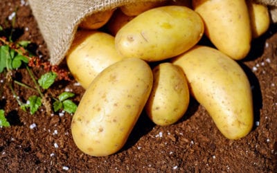 The Humble Potato and the Rise of Western Civilization