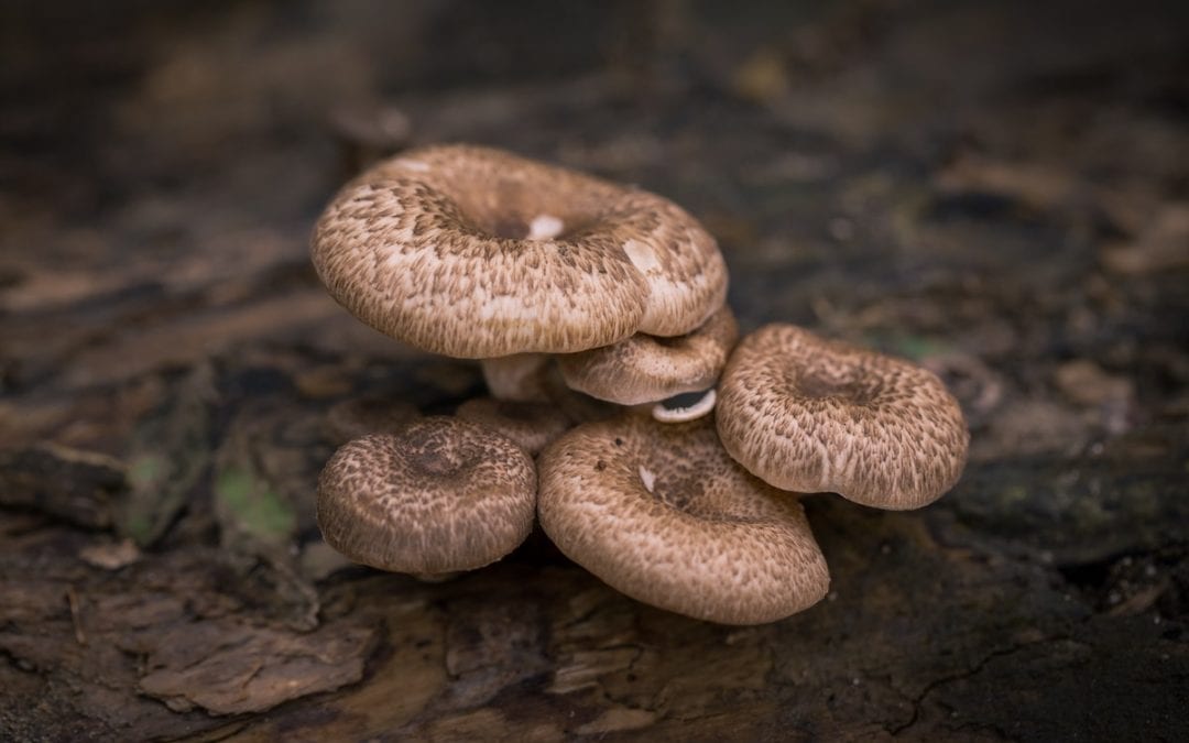 The Mushroom: Lowly Fungus to Nutrition Powerhouse