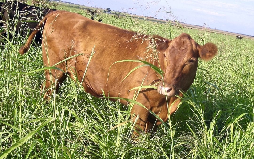 Health benefits of eating beef. Brown cow standing in a field of tall grass.