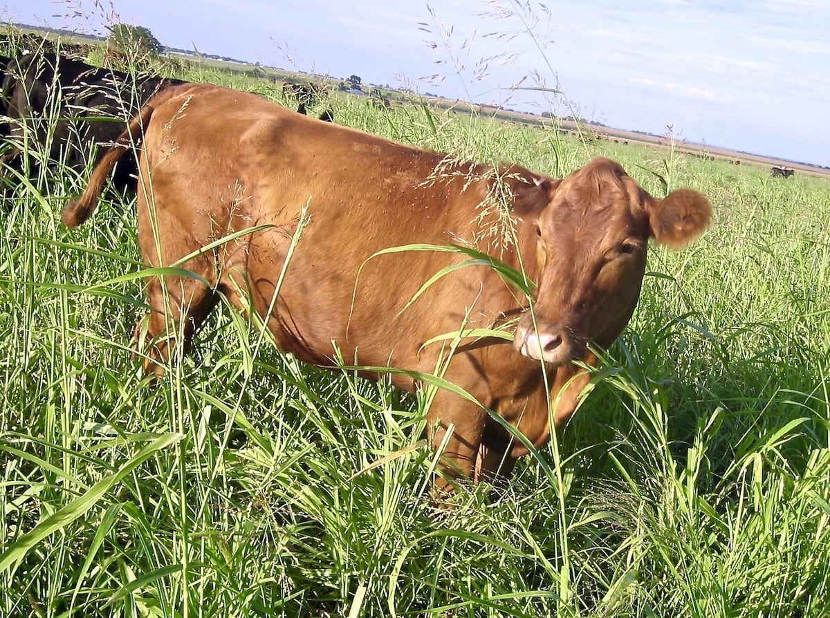 the-health-benefits-of-eating-beef-life-at-the-table