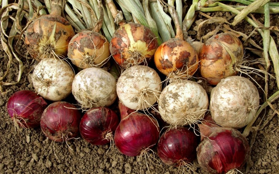 Behold the Onion: Pretty Stinkin’ Popular