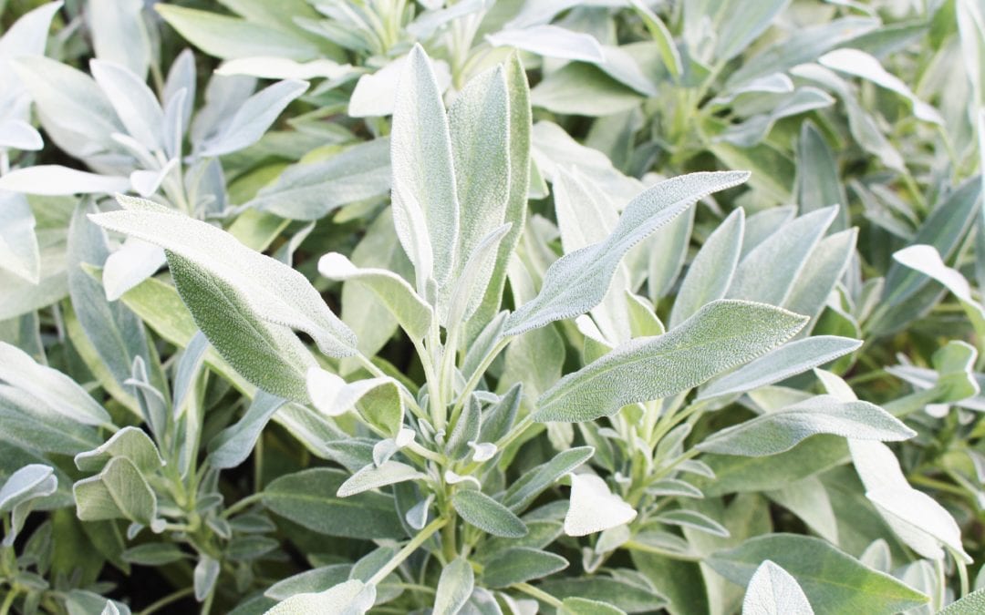 Sage Advice: Try This Trusty And Flavorful Herb