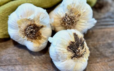 Life At The Table Garlic Health Benefits. Three bulbs of garlic on a wooden table with a green napkin.